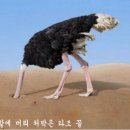 타조가 모래에 머리를 처박고 전전긍긍(戰戰兢兢)하고 있다 ! 이미지