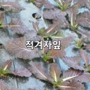 공오이이 이미지