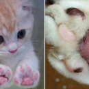 대전종합 동물병원 이미지