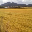 별밭에서 이미지