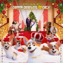 프린스 코기 이미지