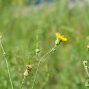 사데풀 Sonchus brachyotus DC. 이미지