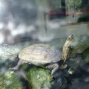 우포늪생명길 이미지