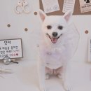 알콩달콩 애견미용실 이미지