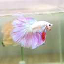 병하 농장 이미지