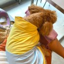 양촌애견 이미지