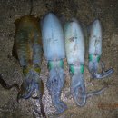 덕신낚시뱅크 이미지