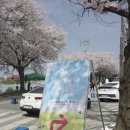 남대천 | 양양 벚꽃축제[양양 남대천 벚꽃축제 / 강릉 벚꽃축제]