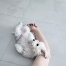 멍블리즈 | 라리 첫 목욕하다. 향기나는 남자