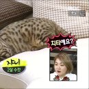 쟈니하우스 이미지