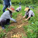 3조 안재범] 6월 19일 영농일지- 친환경 퇴비 만들기, 감자수확 이미지