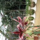 충남 아산 세계 꽃 식물원을 찾아서....2 이미지