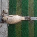 유동낚시터 이미지