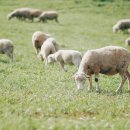 금천목장 이미지