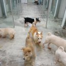 구리동물보호센터 이미지