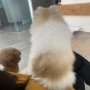 반곡동 작은동물병원 이미지