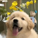 댕댕이의 하루 이미지