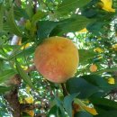 혁이네농장 이미지