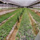 병암1리 이미지