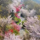 4월2일(화)진해군항제 드림로드길/경화역/여좌천로망스 벚꽃트레킹 이미지