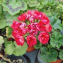 사림농장 이미지