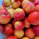 수담농장 이미지