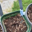 꽃감 | 꽃감님 화분 나눔 후기