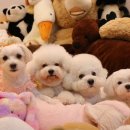 도그런하우스 이미지