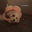 오룡 동물병원 | 강아지 암컷 중성화 전 필수 > 남악 오룡동물병원 후기 목포 동물병원 추천