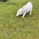 광미 | 인천 강화도 애견동반 감성 넘치는 한옥 카페 광미산 후기