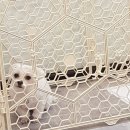 리리 펫살롱 이미지