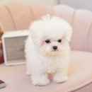 탑클래스 펫 이미지