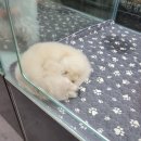 이쁘개 건강하개 이미지