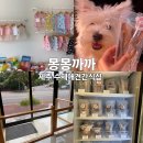몽몽까까 | 제주 강아지 수제간식 몽몽까까 애견동반실내 연중무휴 24시