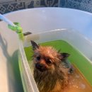 그루머로 이미지