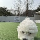 라비쉬독 네이버블로그