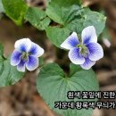 정충화의＜식물이야기＞ 종지나물 이미지