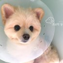 조앤박동물병원 이미지