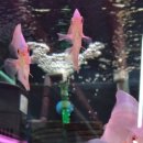 광원수족관 이미지