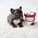 하이롤러 코리아 이미지