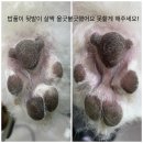 반야시스터 | 대전 비숑 미용｜유성 반야시스터 후기 (+사진많음) 비숑 꼬똥 푸들 스포팅 가위컷 추천