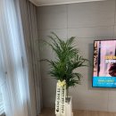 아우어플랜트