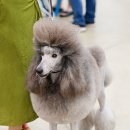 아리랑밸리켄넬 이미지