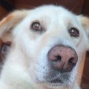 견생식탁 이미지