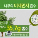 숲속공기 이미지