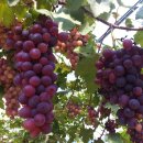 삼덕농장 이미지