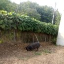 염돌이농장 이미지