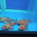 철마로 493 이미지