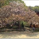 5월 7일 꽃구경..서산 개심사, 천리포수목원 이미지