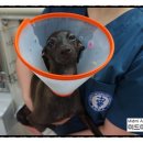 미드미 동물의료센터 이미지